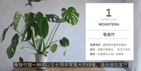 居家6款超好养绿植推介